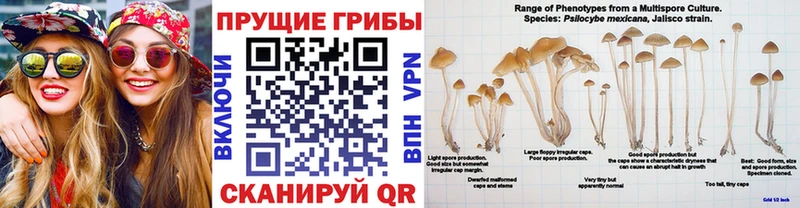 Псилоцибиновые грибы MAGIC MUSHROOMS  blacksprut ТОР  Харовск 